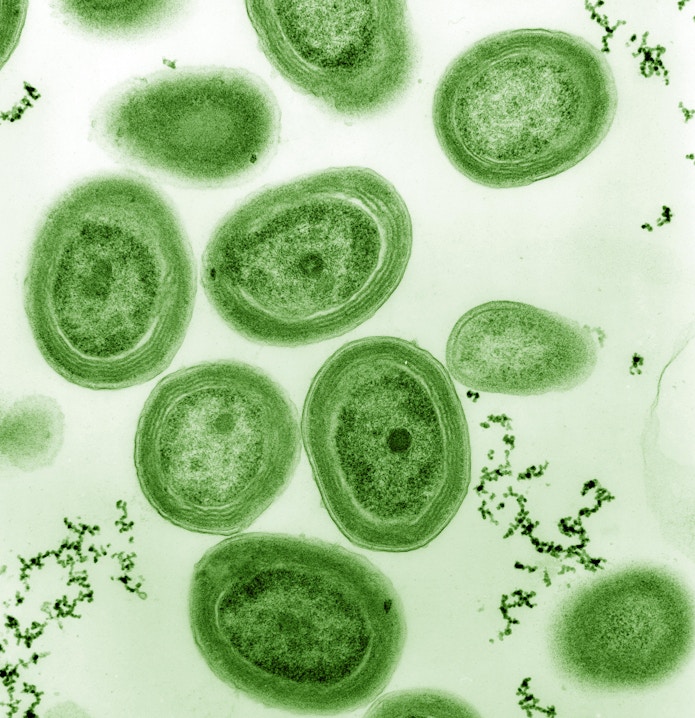 Green-tinted cyanobacterium Prochlorococcus