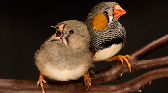 Young zebra finch (left) learns songs from its father (right)