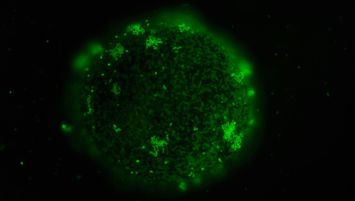 Marine bacteria form a community on a nutrient particle in the Cordero Lab