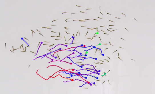 Network of tiny swimming fish with blue, purple and red lines showing movement