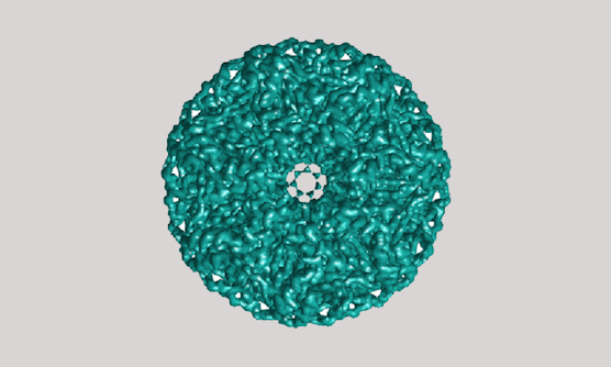 Reconstruction of a symmetric protein from cryo electron microscopy data