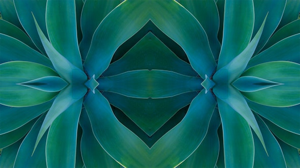 Symmetric image of green succulents