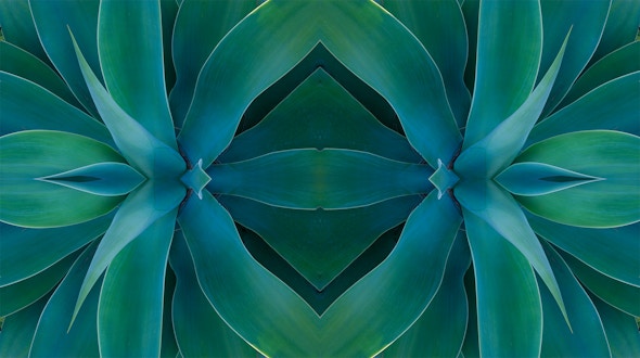 Symmetric image of green succulents