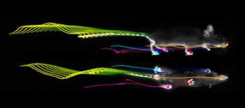 walking mouse being tracked