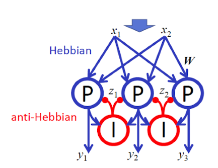 Digital illustration of a Hebbian and anti-Hebbian network